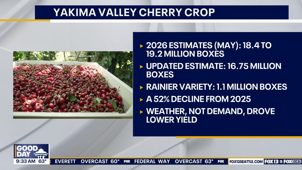 Washington cherry harvest falls below predictions