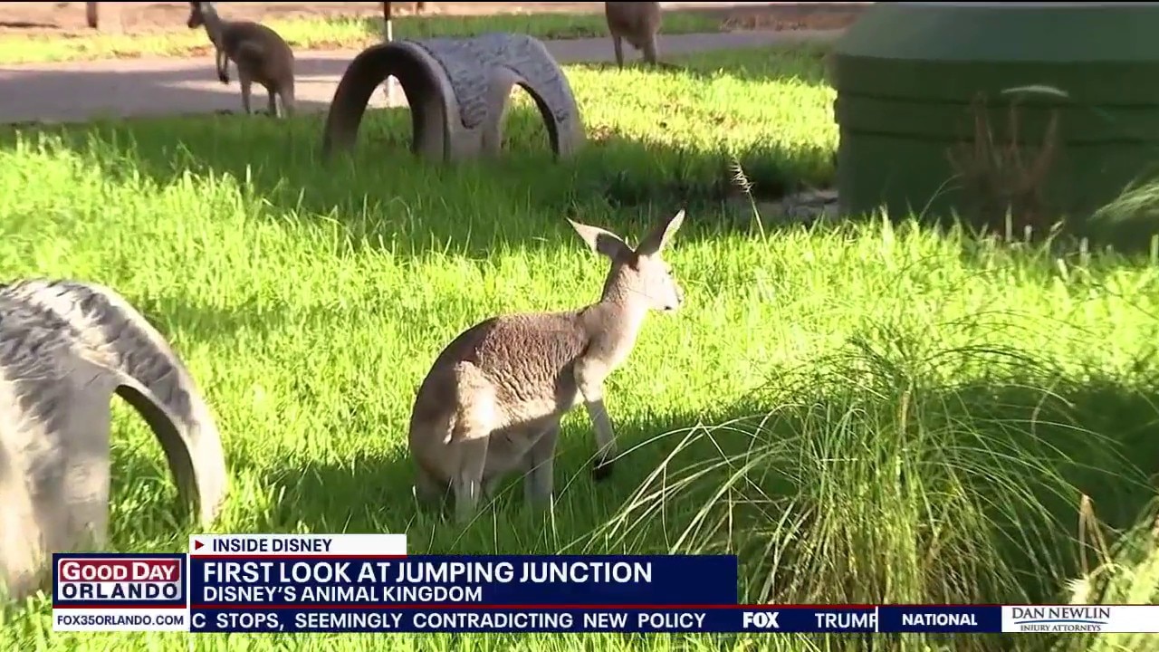'Jumping Junction': Disney's Animal Kingdoms new kangaroo encounter