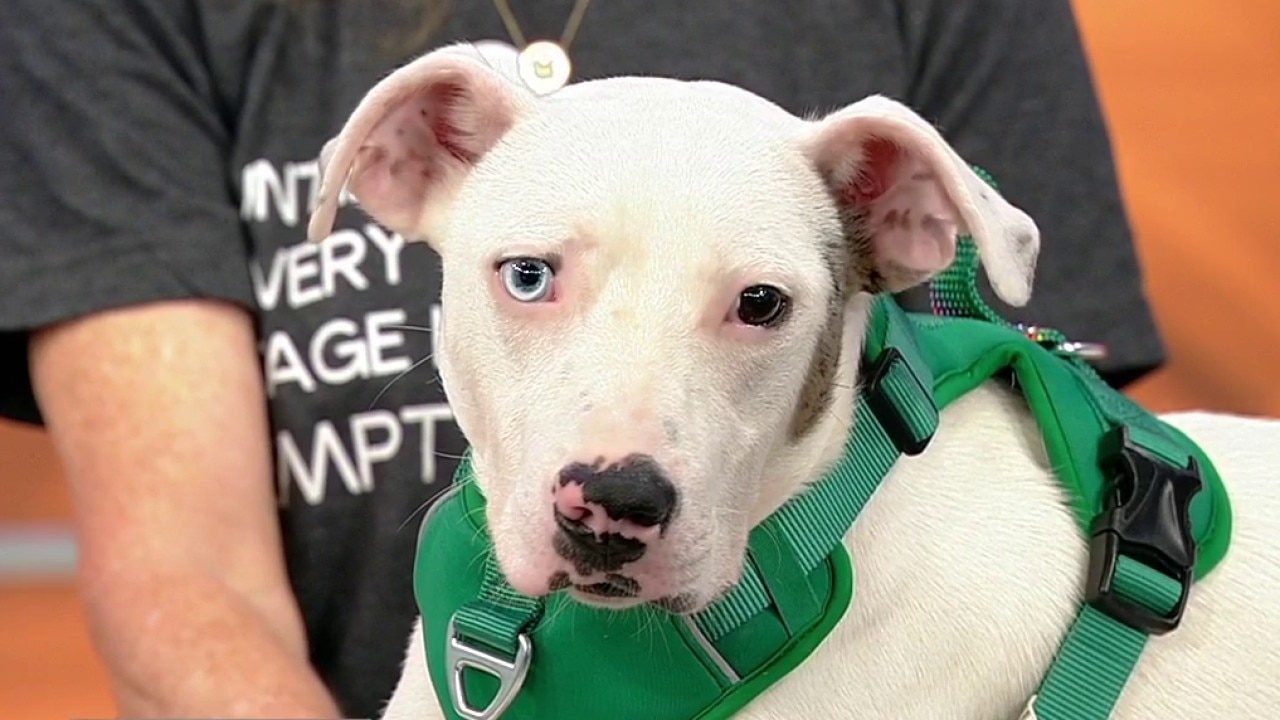 Pet of the day: Hopscotch