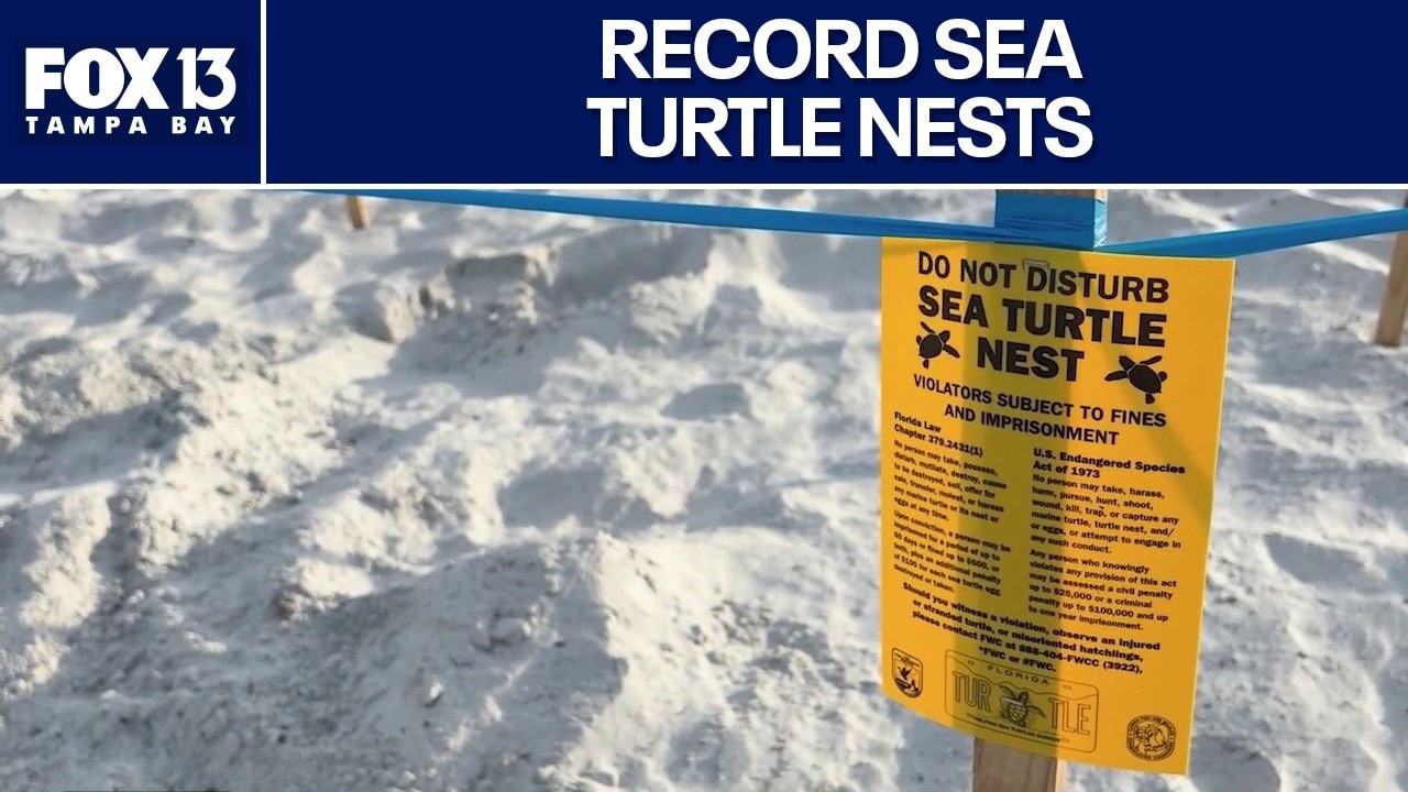Historic number of sea turtle nests this year