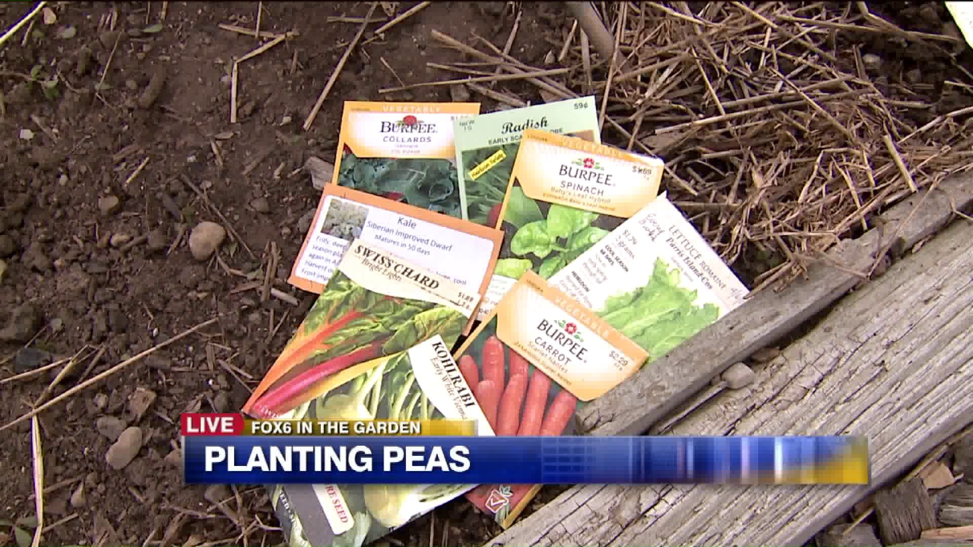 Planting peas