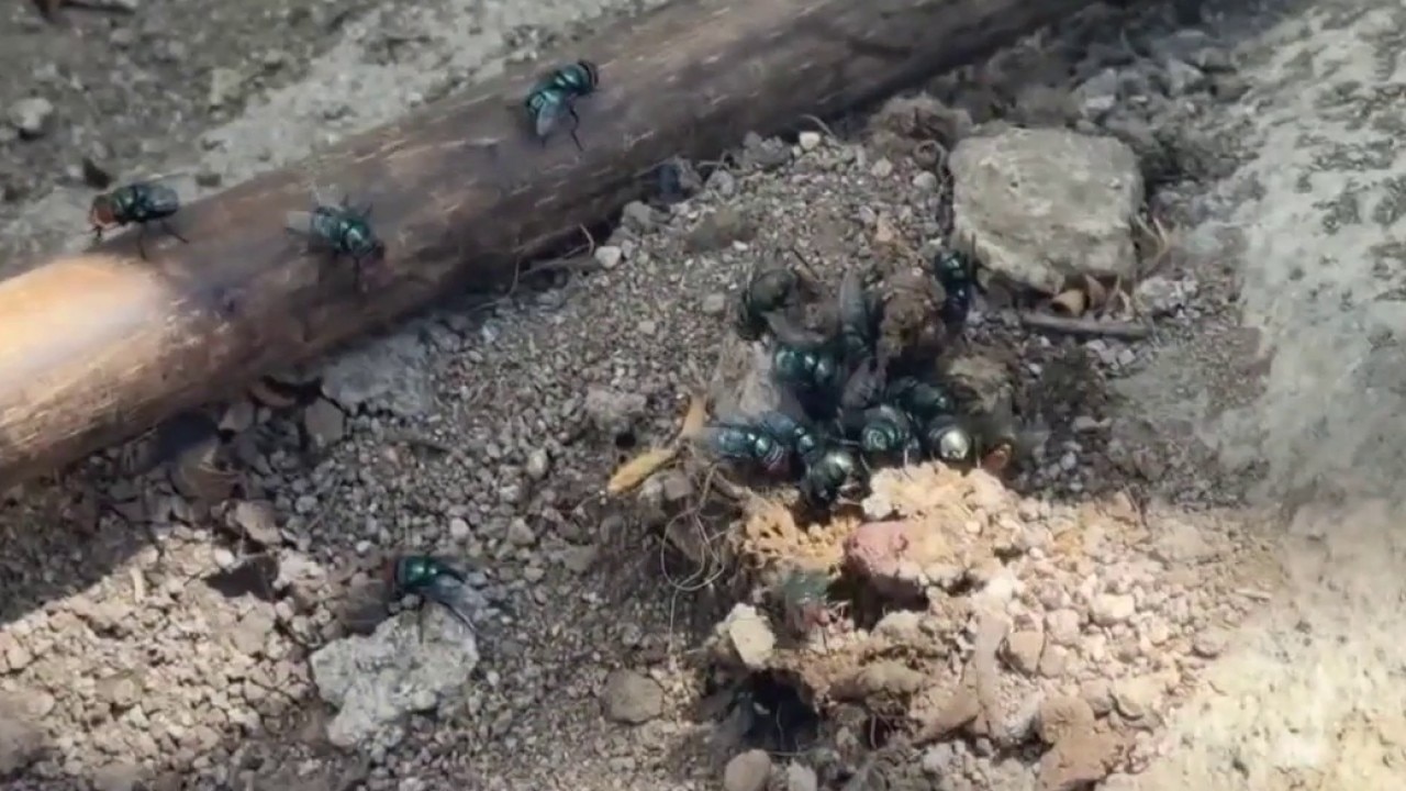 Residents demand answers amid fly infestation