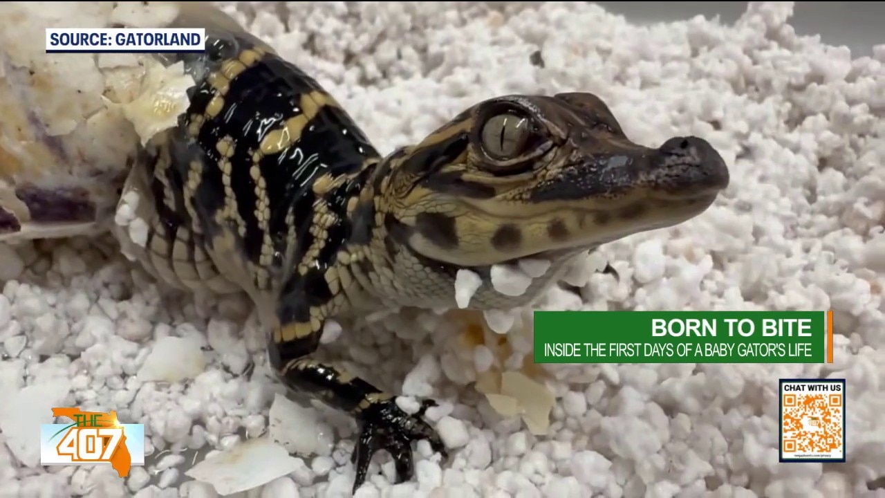 Gatorland Brings Baby Alligator to The 407