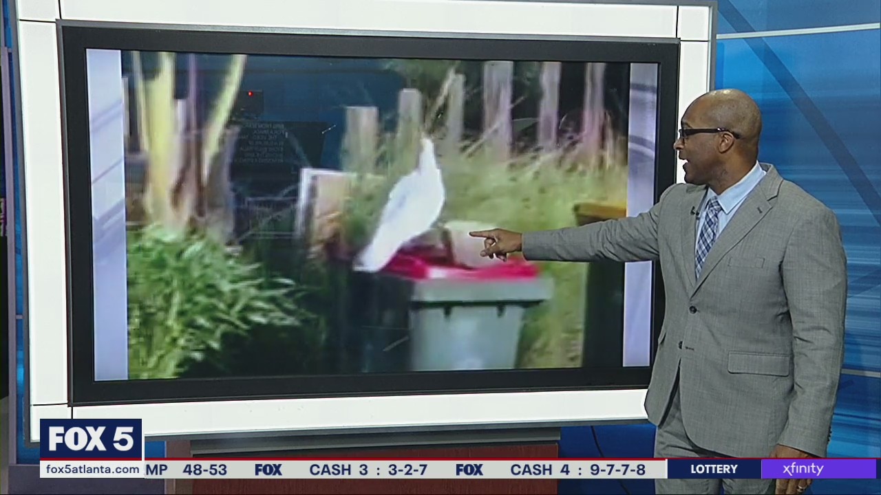 Clever cockatoo figures out how to get into trash can