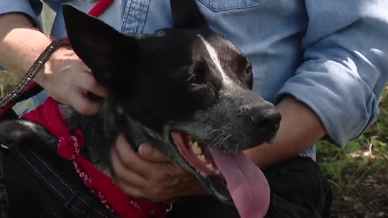 Meet Harold at Texas Humane Heroes