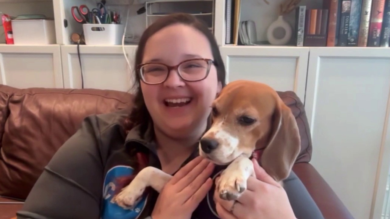 Beagles rescued from Wisconsin testing facility now up for adoption | ChicagoLIVE