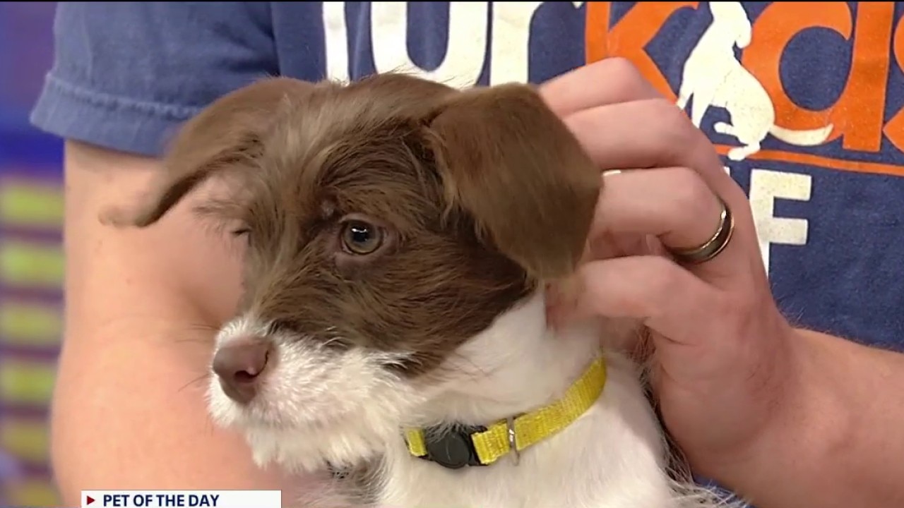Pet of the day: Perry