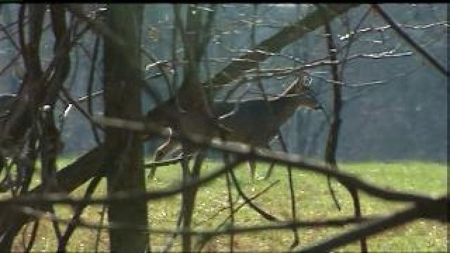 Drivers, watch out for deer in the Fall!