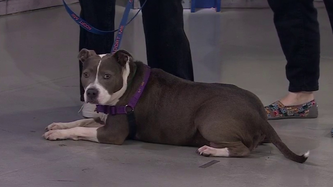 Celebrating National Dog Day with the East Bay SPCA