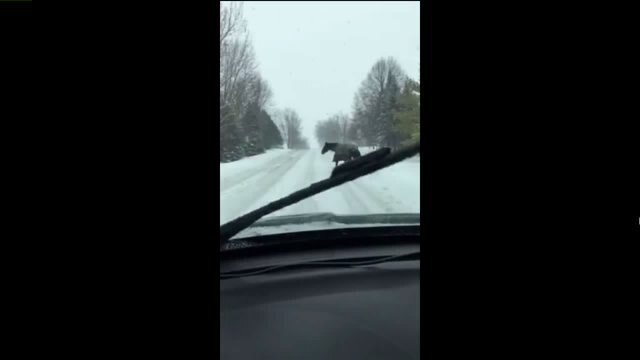 RAW VIDEO: Horse strolls through Village of Jackson