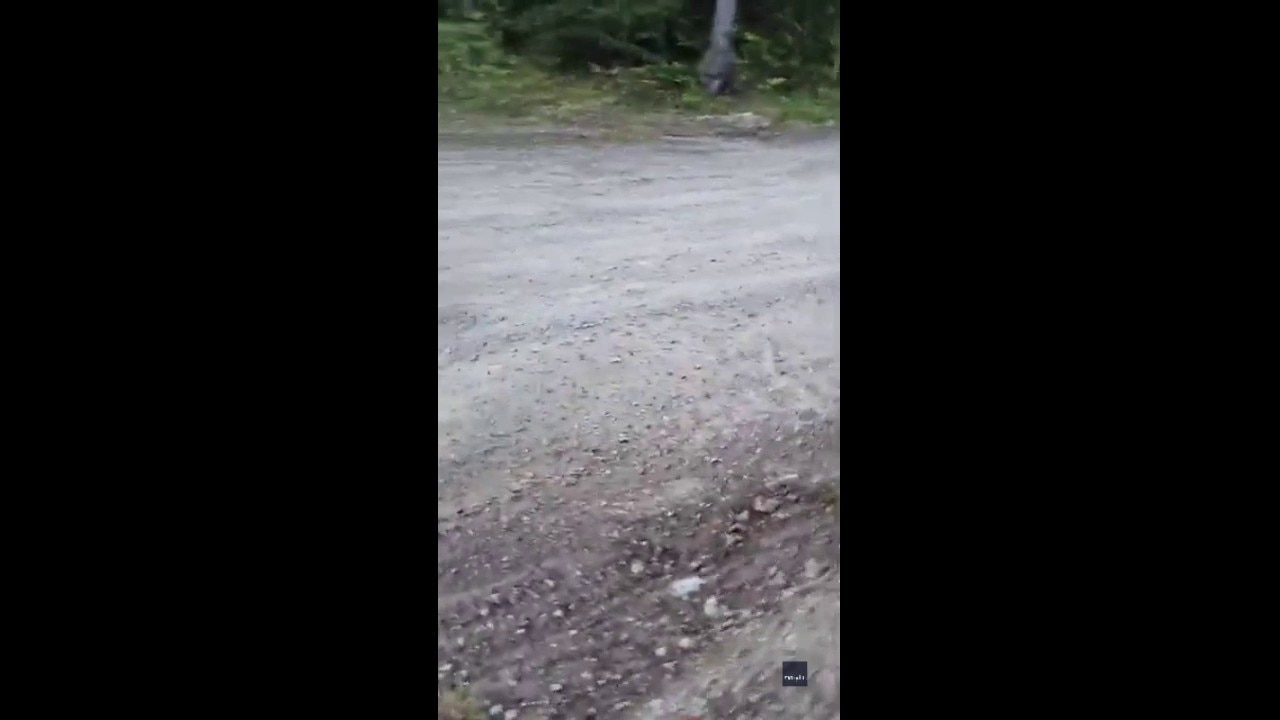 Woman's Close Call With Grizzly Bear During Dog Walk Caught on Camera