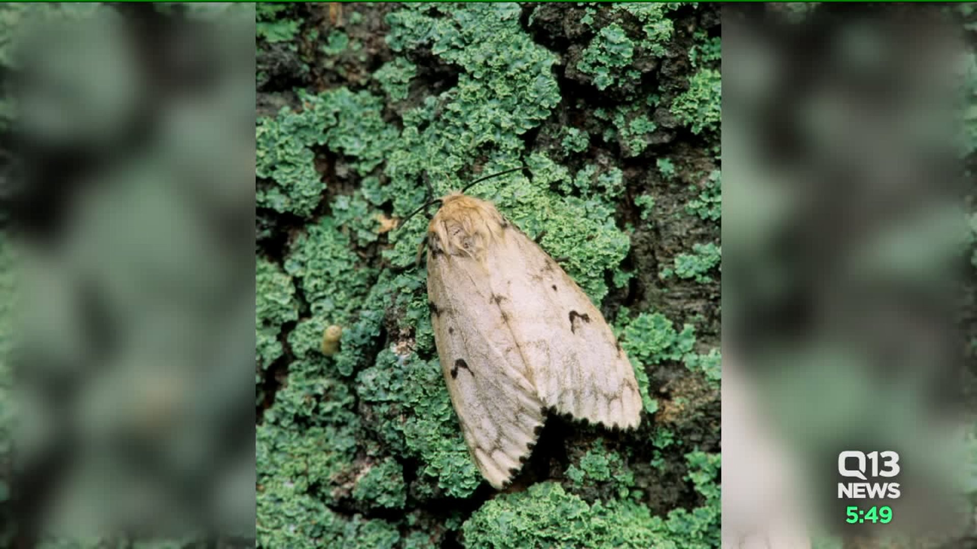 Proposed gypsy moth spraying sites