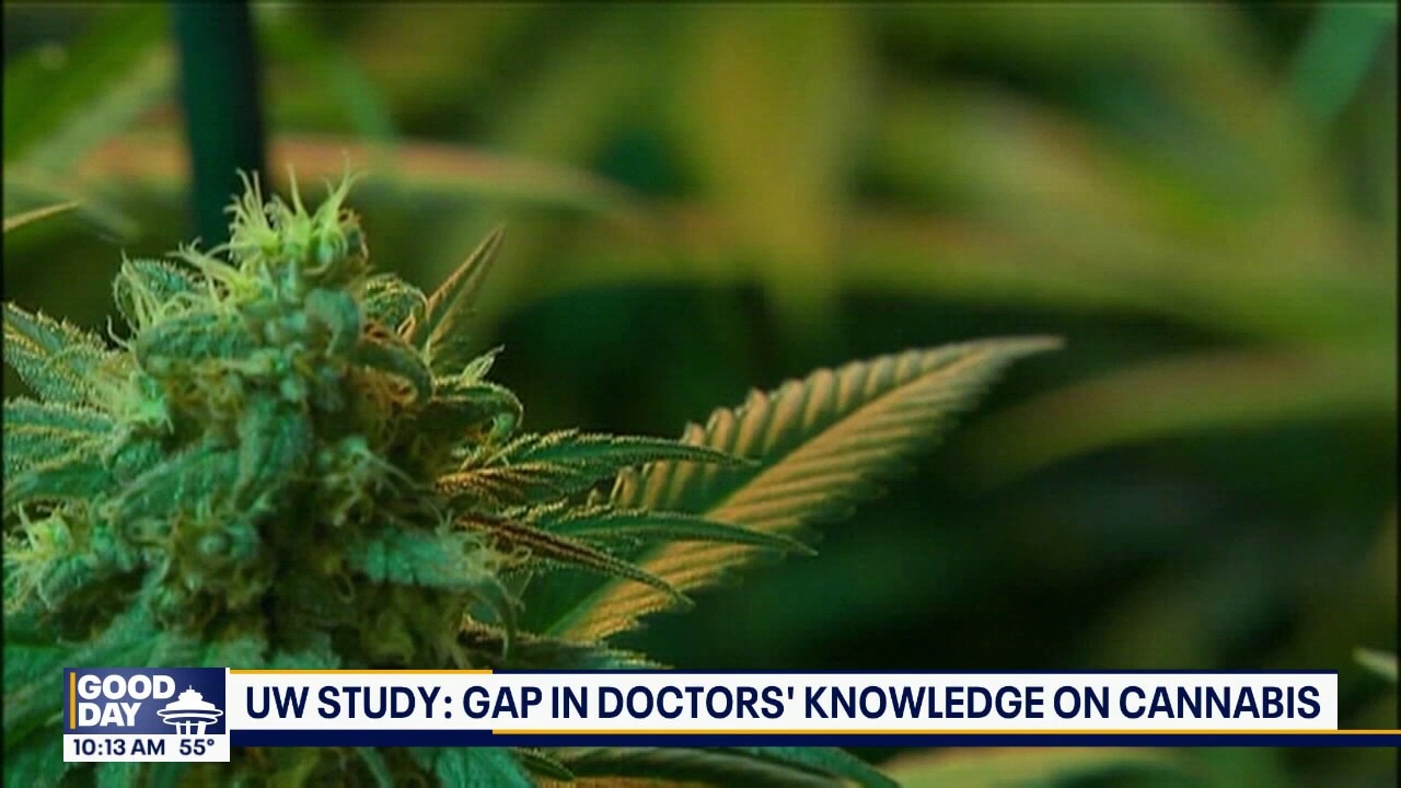 UW study: Gap in doctors' knowledge on cannabis