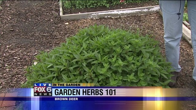 Garden herbs 101