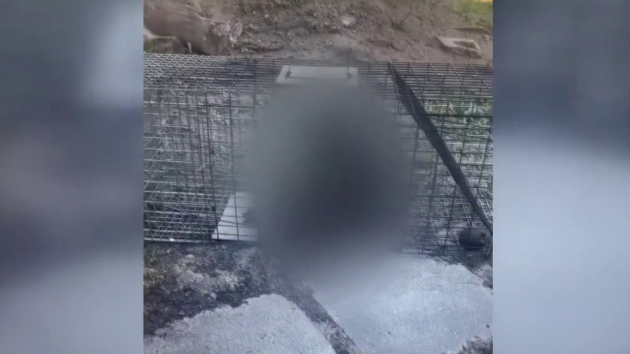 Detroit man accused of setting live raccoon on fire