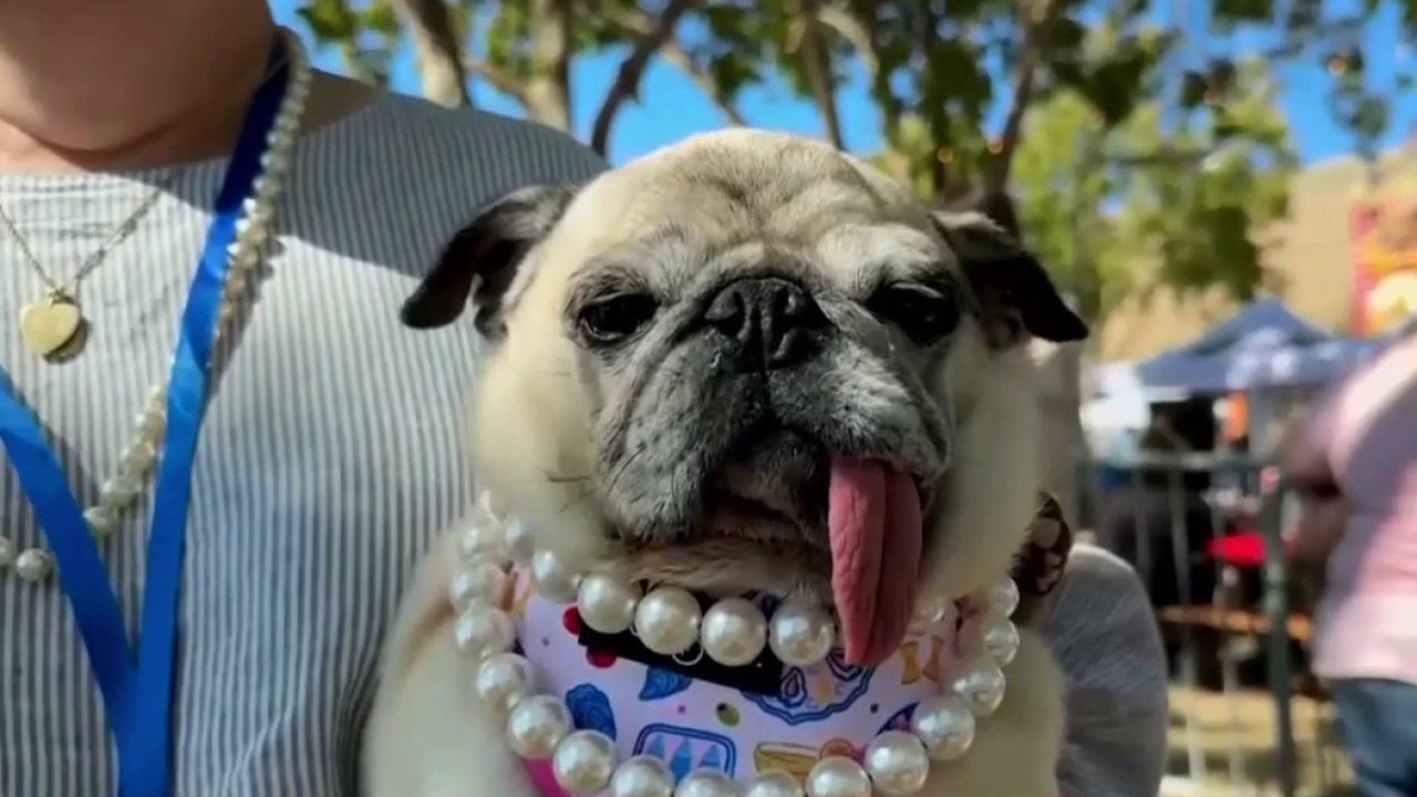 Winner crowned in Santa Rosa's Ugliest Dog Contest