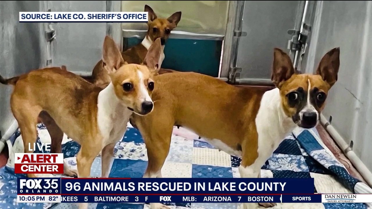 85 dogs, 11 horses rescued from Lake County property