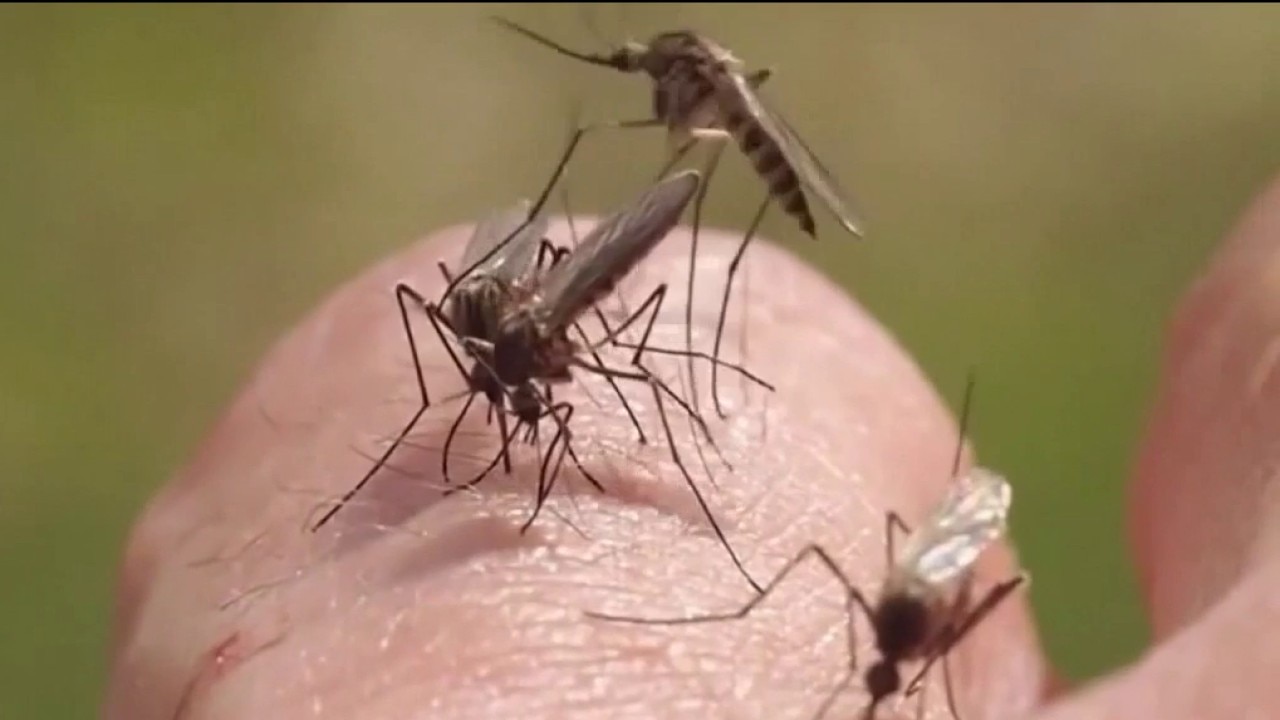 Fulton County mosquitoes test positive for West Nile Virus