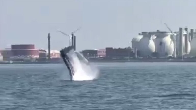 A juvenile humpback whale was seen breaching off of Spectacle Island earlier today a beautiful and rare sight to see, captured by @MassDCR while doi.mp4