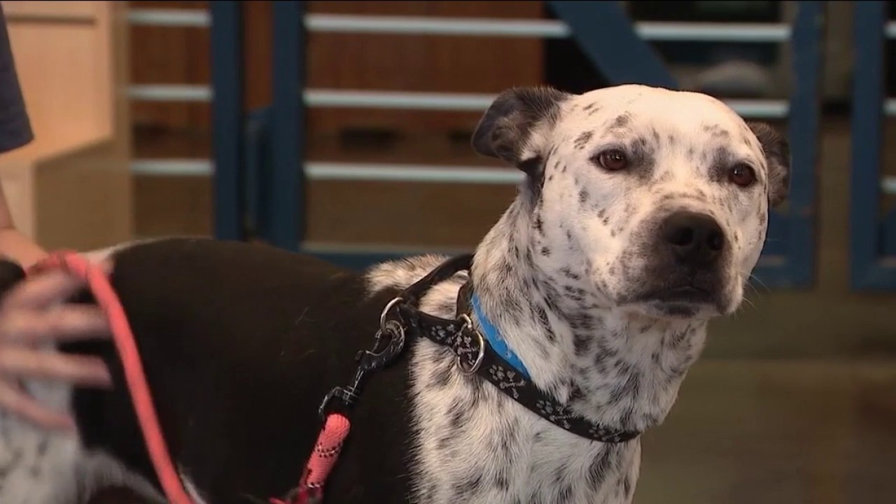 Arizona pet microchipping: Tips to keep pets safe during fireworks