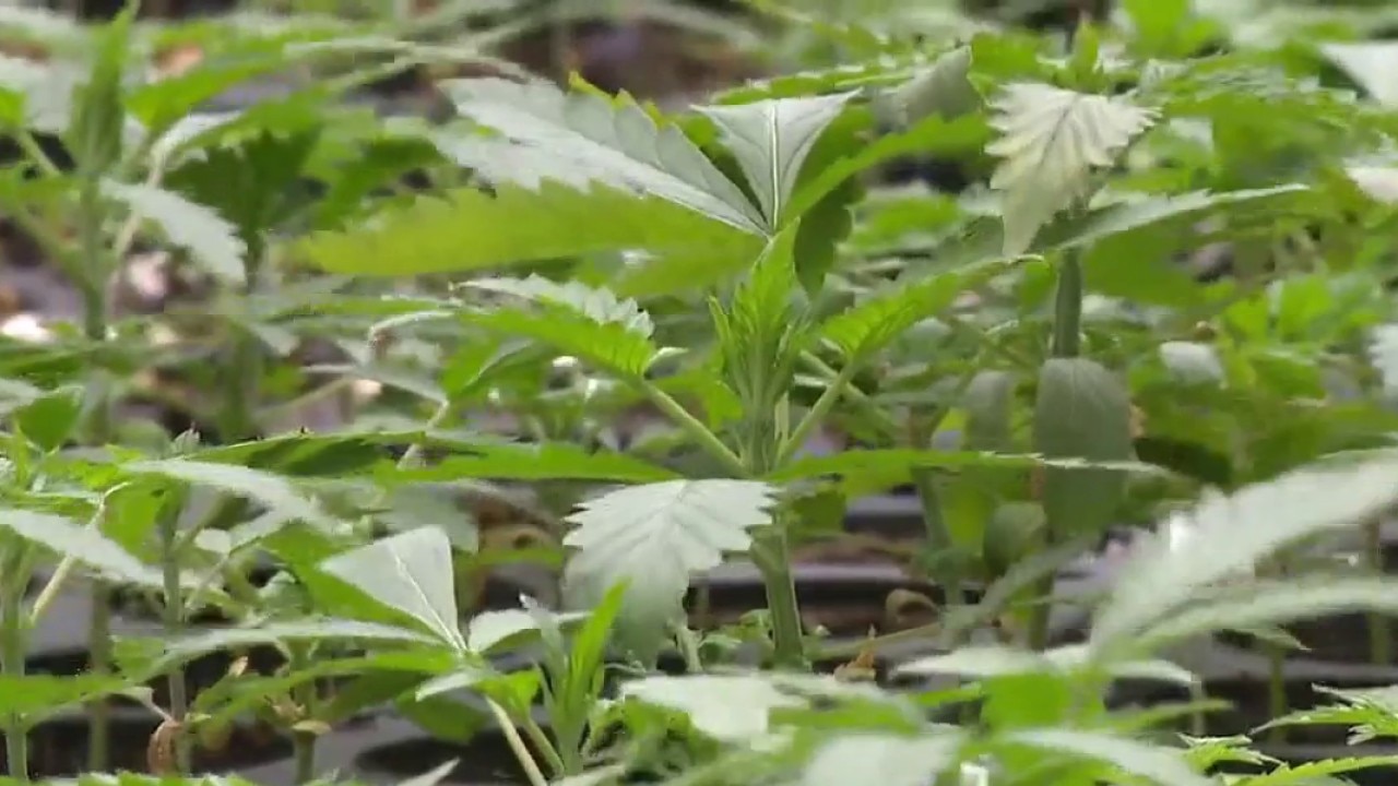 Texas medical marijuana program expanded