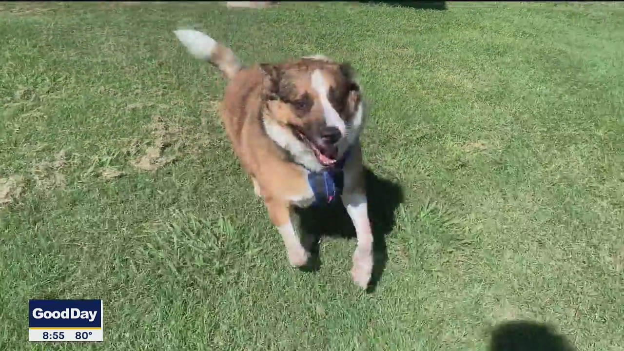 Dog of the Day: Roscoe