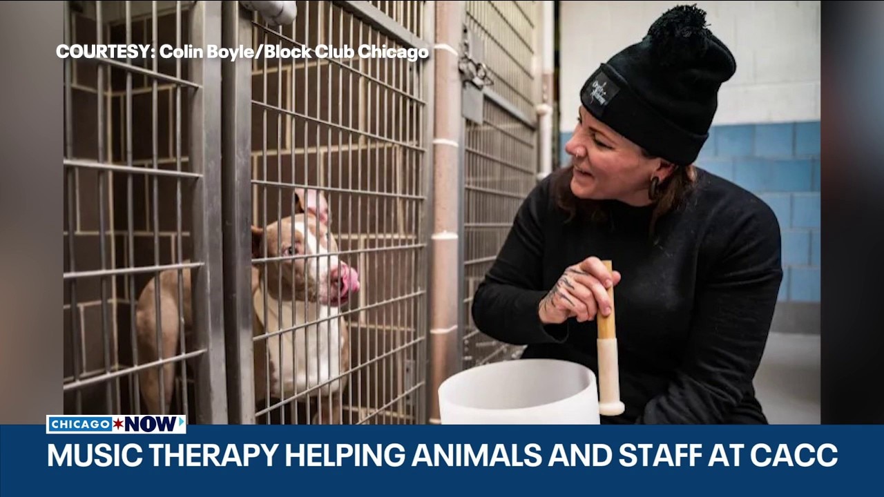 Local shelter introduces music therapy program for pets and staff | Block Club Chicago x ChicagoNOW