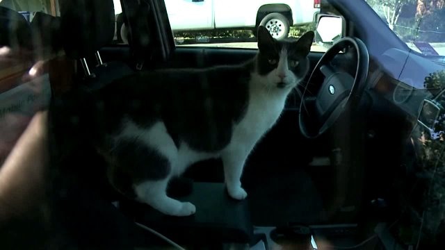 When cats take over your news car