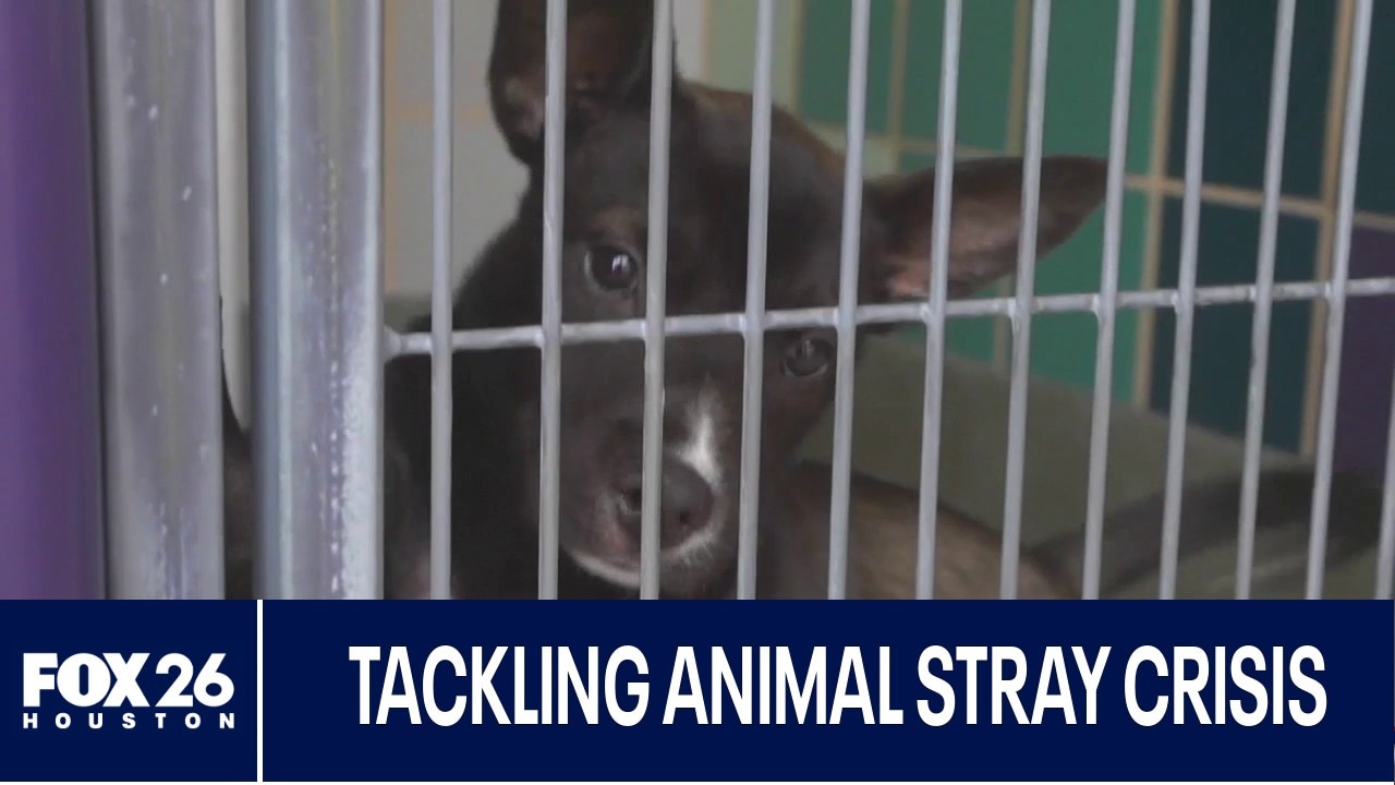 Tackling Houston's Stray animal crisis