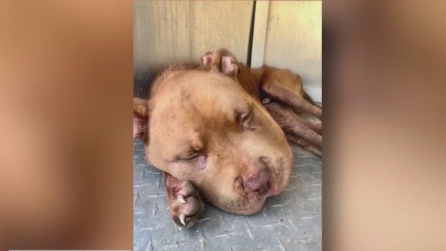 LaGrange dog abuse case