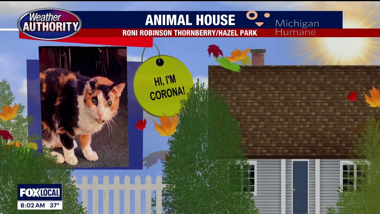 Welcome Corona, Mr Miggs, Miley, Mischief, Maddie
