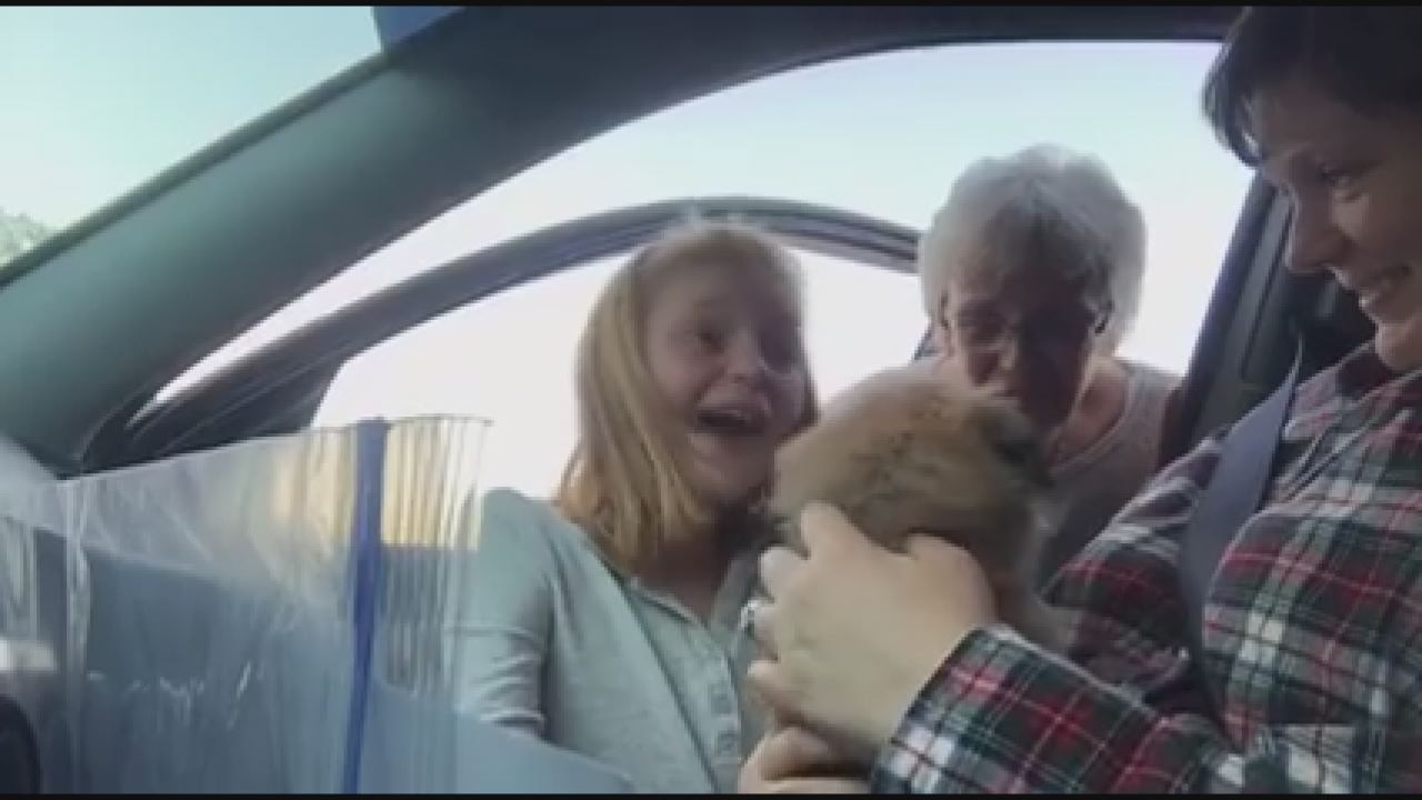 National Puppy Day Surprise in Spring Hill