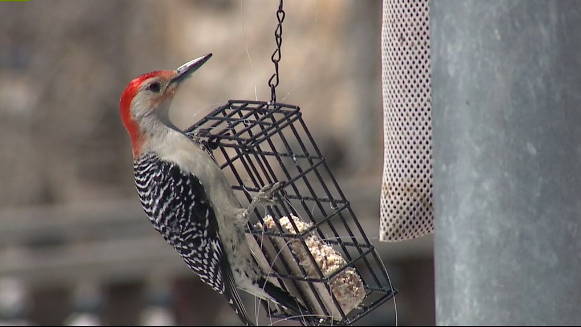 Heavy, wet snow poses risk for some species of birds