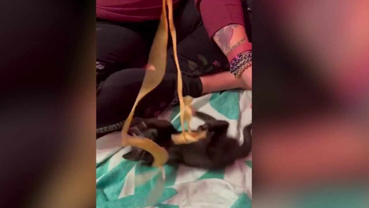 Cupcake run ends with a kitten rescue in Sandy Springs