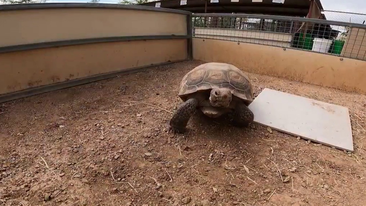 Desert tortoises need homes as AZGFD opens spring adoptions
