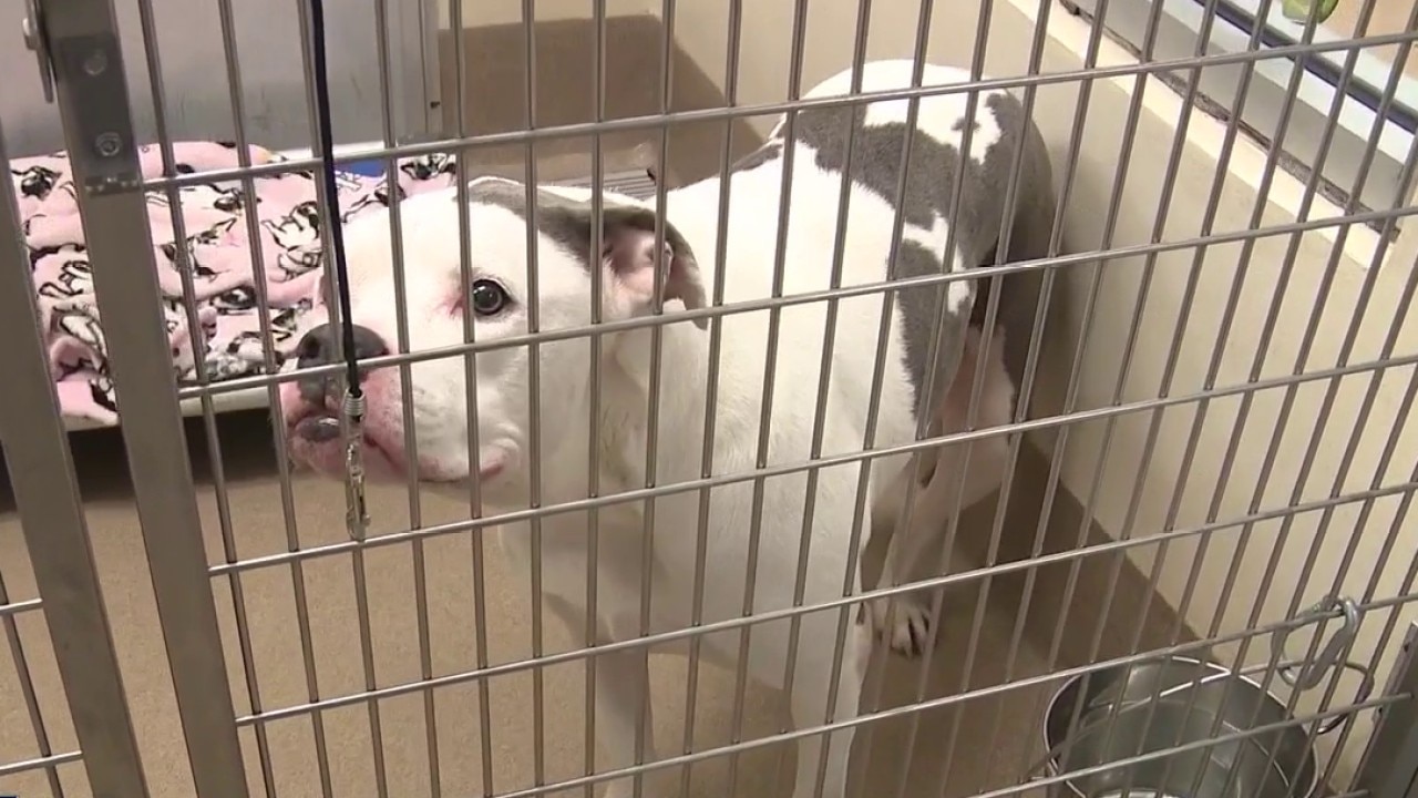 Fulton, DeKalb animal shelters face overcrowding issues