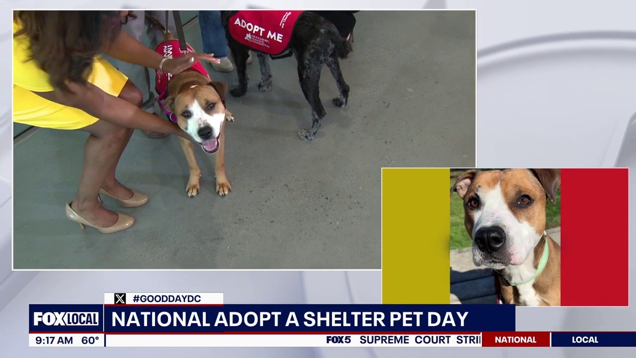 National Adopt a Shelter Pet Day