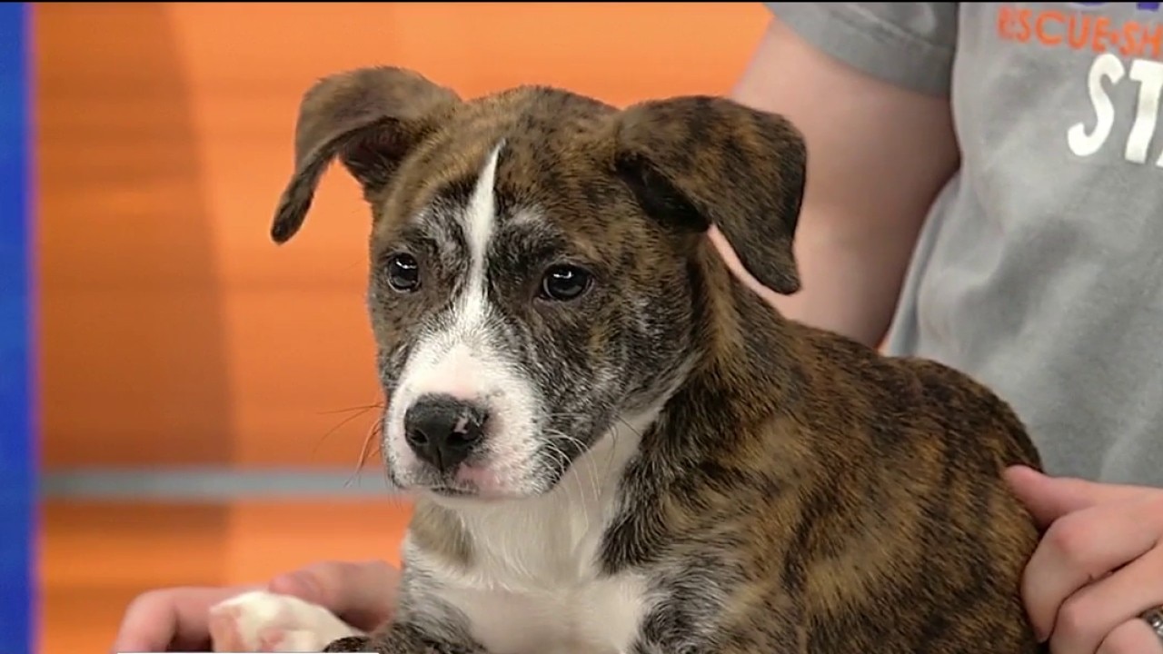 Pet of the day: Loki