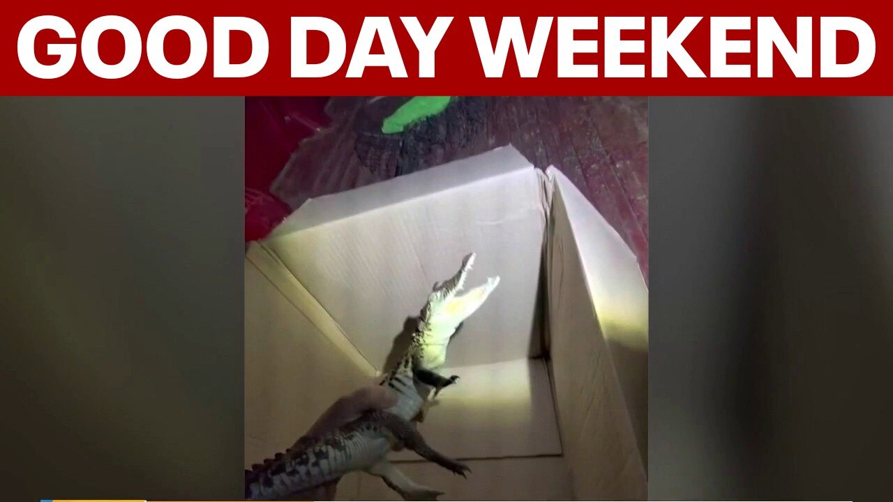 Exotic pets abandoned; celebrating indigenous culture | Good Day Weekend