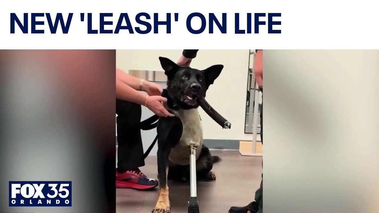 Injured Polk County police dog receives prosthetic leg after shooting