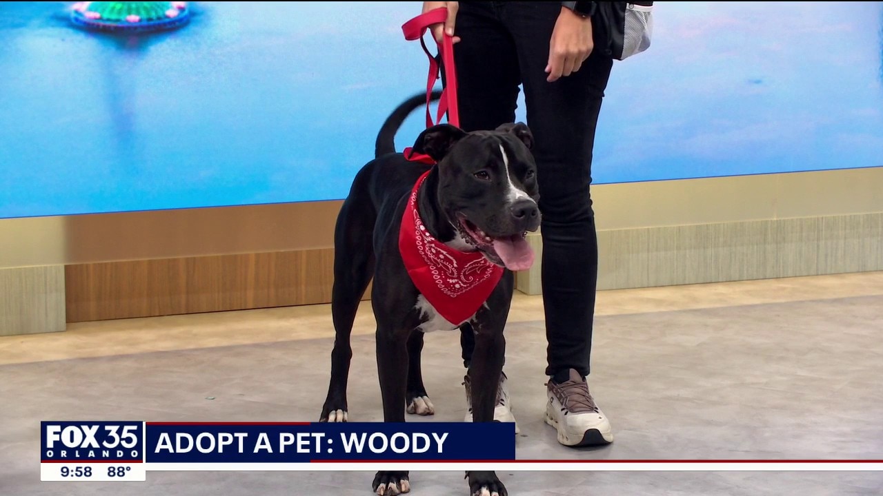 Adopt-A-Pet: Meet Woody