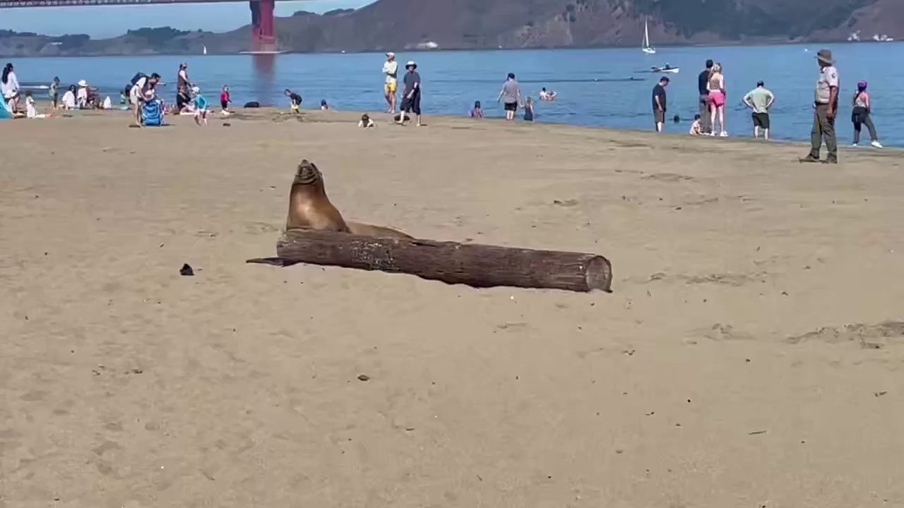 Distressed sea lion spotted at San Francisco beach 