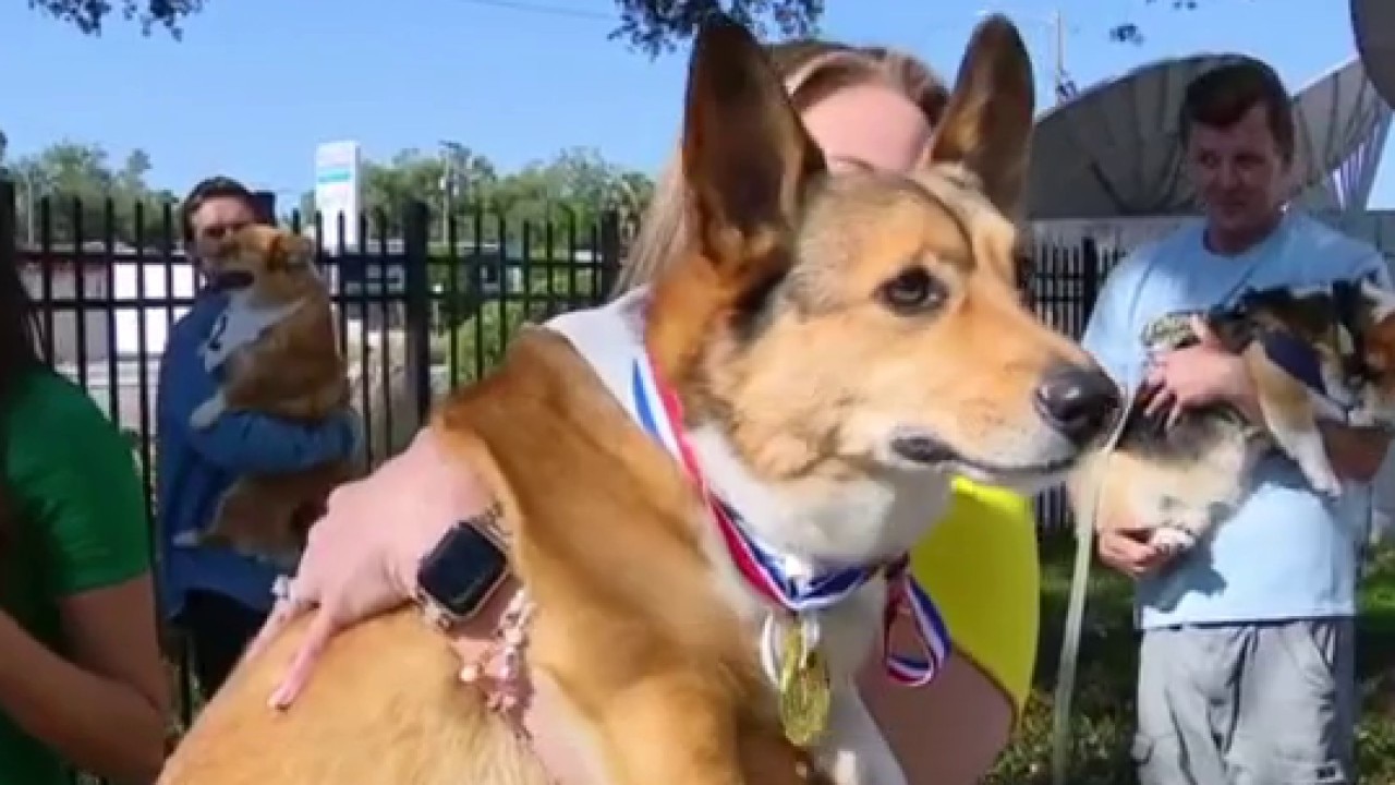 Tampa Bay Downs Corgi Derby