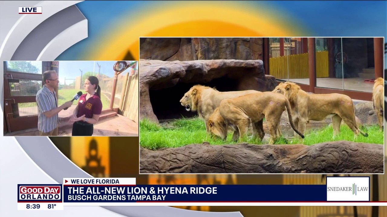 Lion and Hyena Ridge opening at Busch Gardens