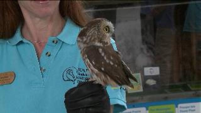 Laura learns about Birds of Prey at State Fair