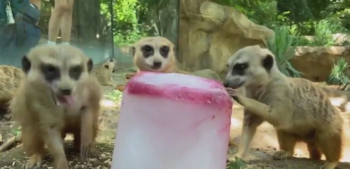 Keeping cool at the zoo