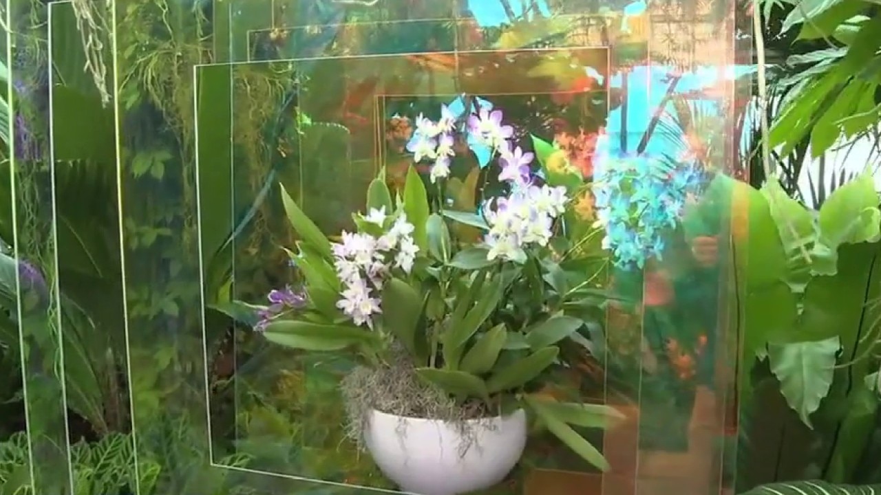 The Orchid Show at Selby Gardens in Sarasota