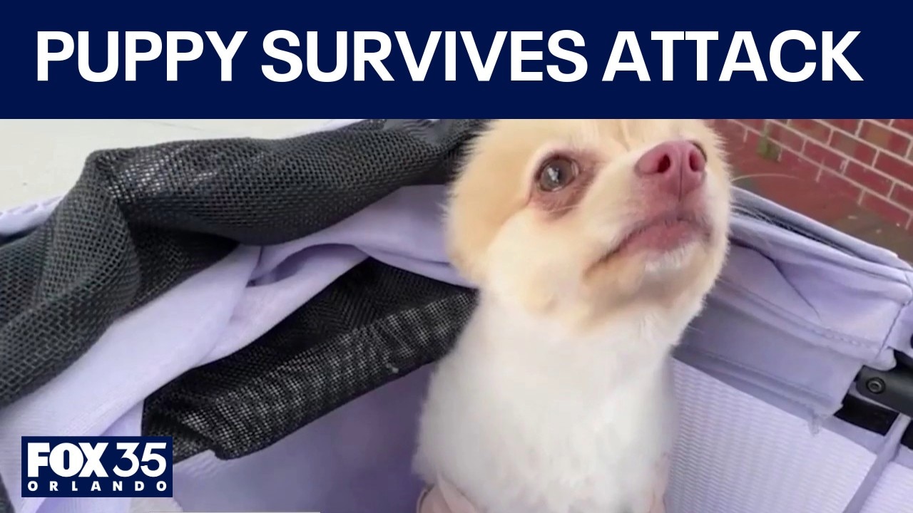 Owner claims 'traumatizing' attack left dog with 2 broken legs