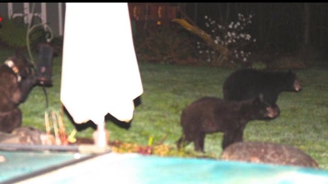 Bears keep neighbors awake