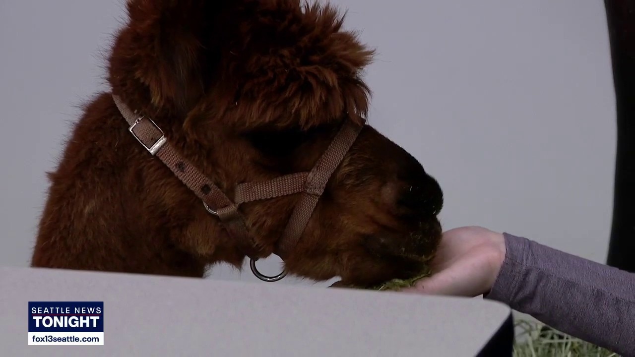 Washington faces growing veterinarian shortage